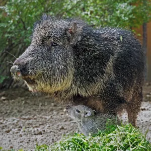 V JIHLAVSKÉ ZOO SE POPRVÉ NARODILA VZÁCNÁ MLÁĎATA OHROŽENÉHO DRUHU PEKARI WAGNERŮV