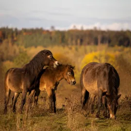 Vysočina má první rezervaci s divokými koňmi