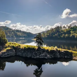 Chudobínská borovice z Vysočiny bojuje o titul