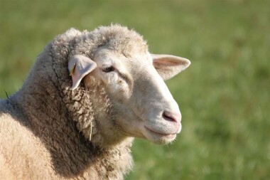 Ovce nově pomáhají s údržbou přírodní rezervace Havranka.