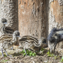 Poprvé v historii se v jihlavské ZOO vylíhla mláďata emu hnědých!