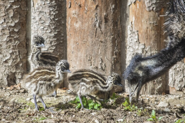 Poprvé v historii se v jihlavské ZOO vylíhla mláďata emu hnědých!