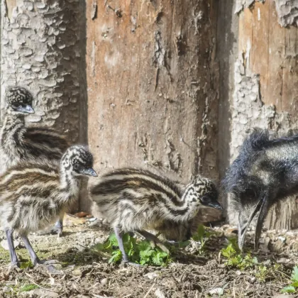 Poprvé v historii se v jihlavské ZOO vylíhla mláďata emu hnědých!