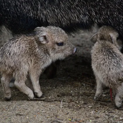 JIHLAVSKÁ ZOO HLÁSÍ NOVÁ MLÁĎATA