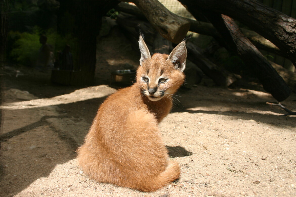 Nové výběhy pro kočky v jihlavské zoo: Kraj přispěje