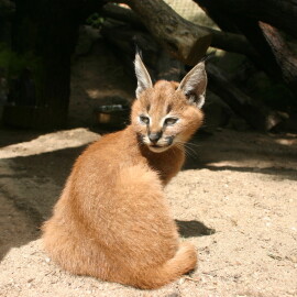 Nové výběhy pro kočky v jihlavské zoo: Kraj přispěje