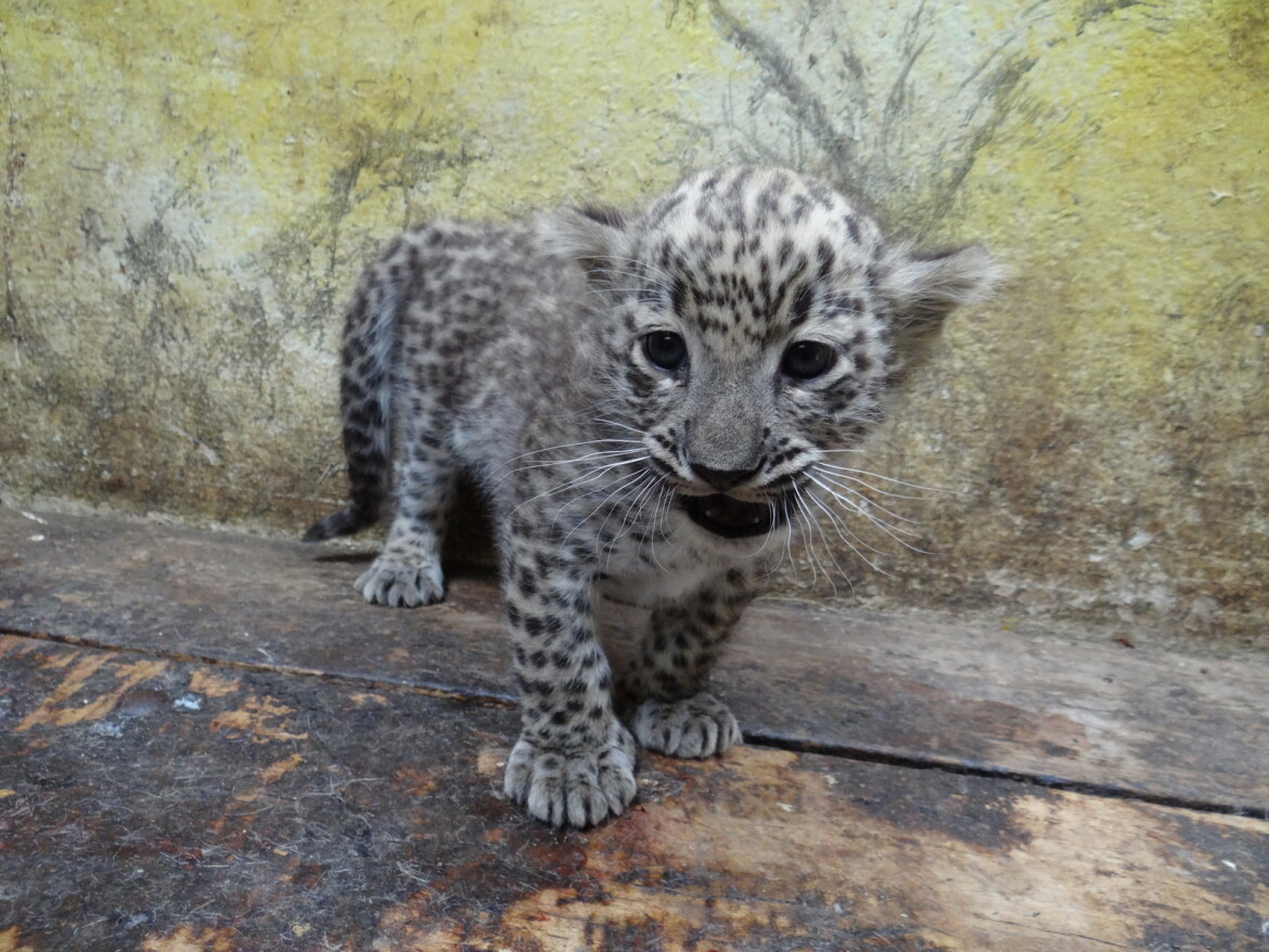 Levhartí rarita: Jihlavská Zoo se raduje