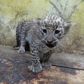 Levhartí rarita: Jihlavská Zoo se raduje