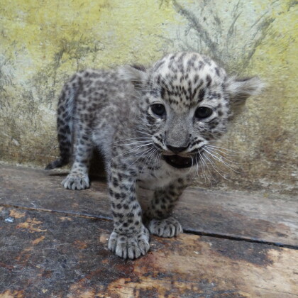 Levhartí rarita: Jihlavská Zoo se raduje