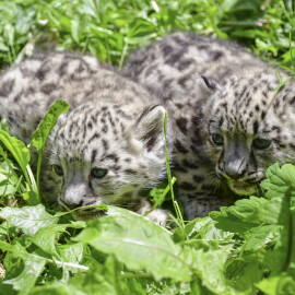 Jihlavská zoo hlásí: Narodili se nám vzácní irbisi