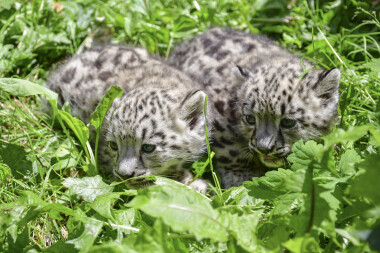 Jihlavská zoo hlásí: Narodili se nám vzácní irbisi