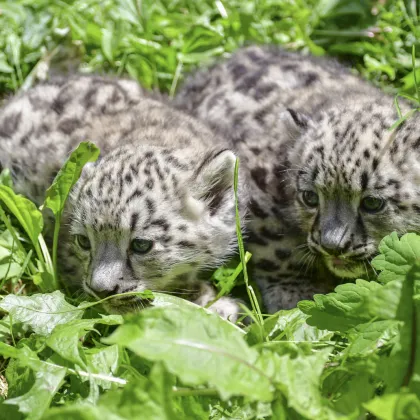 Jihlavská zoo hlásí: Narodili se nám vzácní irbisi