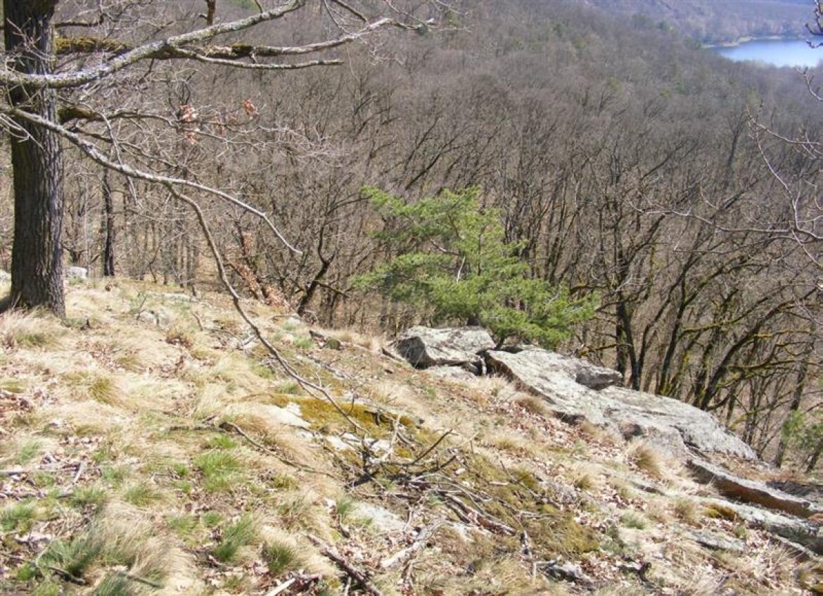 Vysočina bude mít novou přírodní rezervaci Doubravka