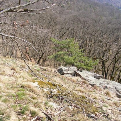 Vysočina bude mít novou přírodní rezervaci Doubravka