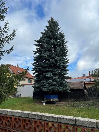 Jihlavu o Vánocích rozzáří strom z Telče