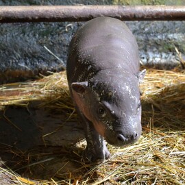 Rok 2024 přinesl ZOO Jihlava spoustu důvodů k oslavám