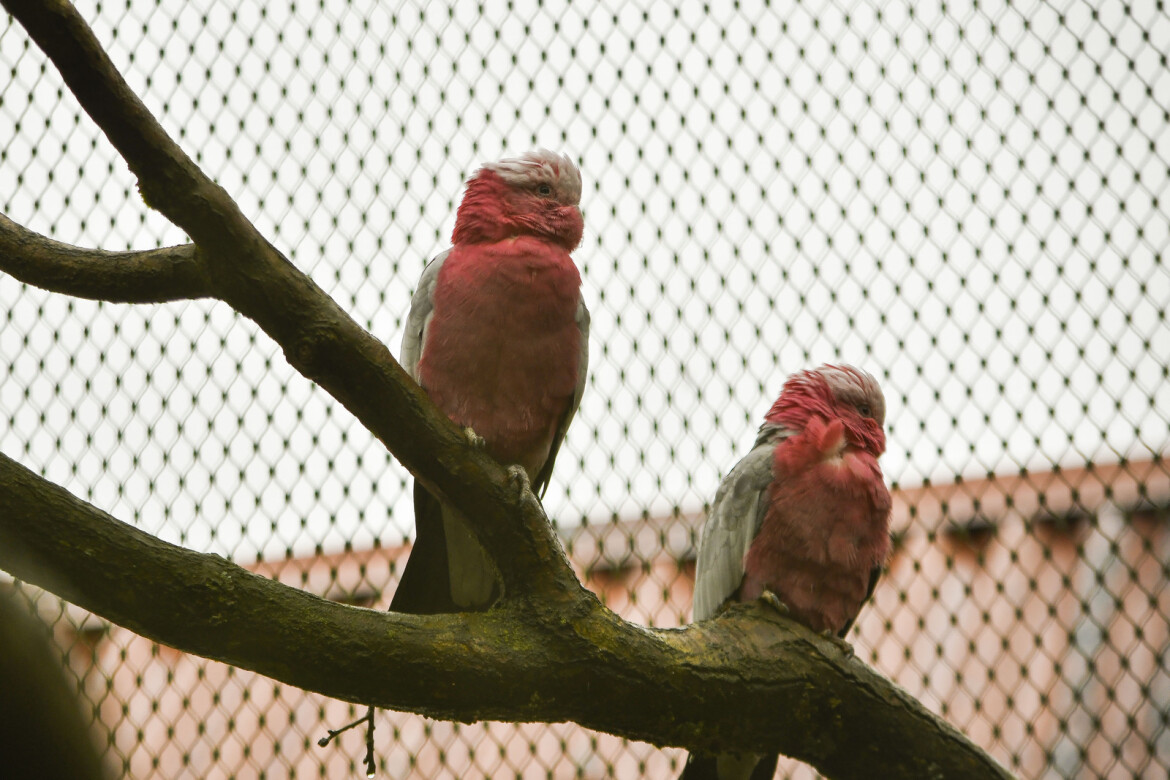 Jihlavská zoo přivítala nové obyvatele - Kakadu růžové