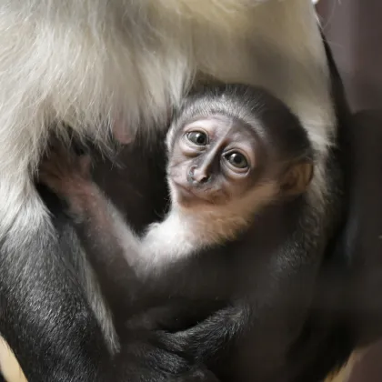 Mládě kočkodana a velké plány v Zoo Jihlava