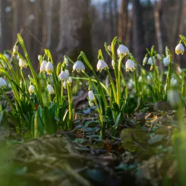 Vysočina se halí do bílého závoje bledulí - ochránci zvou na komentované vycházky