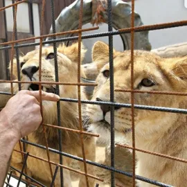 Humpolec zabavil přes 100 zvířat z nevyhovujících chovů