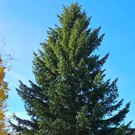 Jihlava už se pochlubila vánočním stromem i novinkami