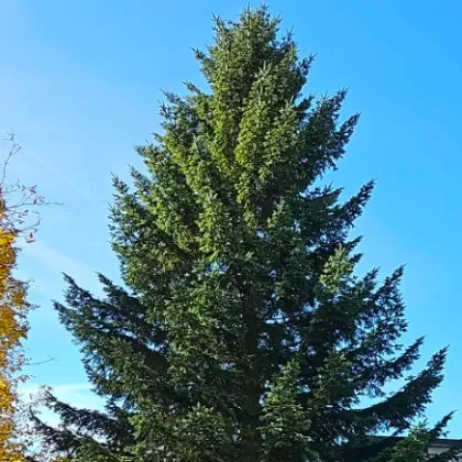 Jihlava už se pochlubila vánočním stromem i novinkami