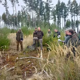 Lesy na Vysočině dostávají po kůrovci novou šanci