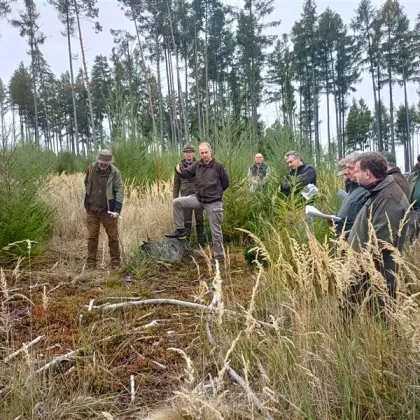 Lesy na Vysočině dostávají po kůrovci novou šanci