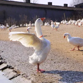 Farma v Rohozné na Jihlavsku vykrmila 2 000 hus