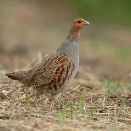Na Vysočině vzniknout pozemky s pestrou vegetací pro mizející koroptve polní