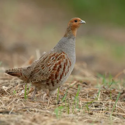 Na Vysočině vzniknout pozemky s pestrou vegetací pro mizející koroptve polní