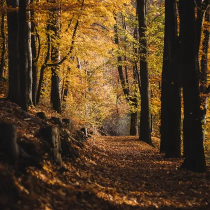 Aleje z Vysočiny bojují o titul ALEJ ROKU 2025