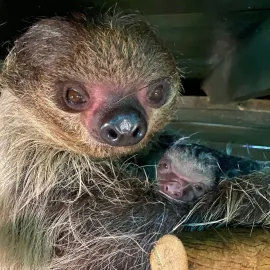 ZOO Jihlava přivítala první mládě roku 2026